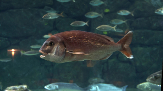 Tras la muerte del tiburón Gastón, la Casa de los Peces de A Coruña se queda un poco 'huérfana', pero la gran cantidad de peces, cefalópodos o focas que habitan en el recinto lo seguirán llenando de conocimiento y diversión