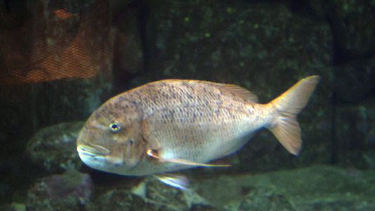 Tras la muerte del tiburón Gastón, la Casa de los Peces de A Coruña se queda un poco 'huérfana', pero la gran cantidad de peces, cefalópodos o focas que habitan en el recinto lo seguirán llenando de conocimiento y diversión