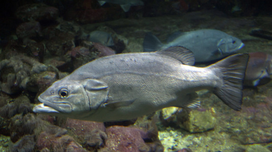Tras la muerte del tiburón Gastón, la Casa de los Peces de A Coruña se queda un poco 'huérfana', pero la gran cantidad de peces, cefalópodos o focas que habitan en el recinto lo seguirán llenando de conocimiento y diversión