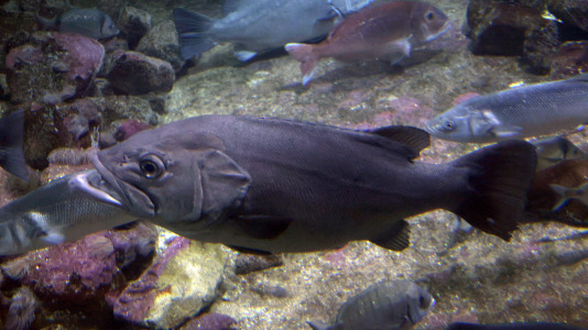 Tras la muerte del tiburón Gastón, la Casa de los Peces de A Coruña se queda un poco 'huérfana', pero la gran cantidad de peces, cefalópodos o focas que habitan en el recinto lo seguirán llenando de conocimiento y diversión