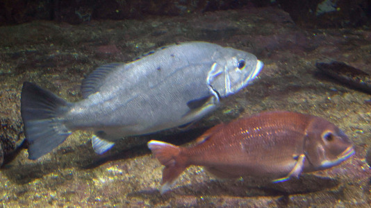 Tras la muerte del tiburón Gastón, la Casa de los Peces de A Coruña se queda un poco 'huérfana', pero la gran cantidad de peces, cefalópodos o focas que habitan en el recinto lo seguirán llenando de conocimiento y diversión