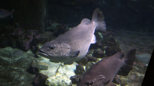 Tras la muerte del tiburón Gastón, la Casa de los Peces de A Coruña se queda un poco 'huérfana', pero la gran cantidad de peces, cefalópodos o focas que habitan en el recinto lo seguirán llenando de conocimiento y diversión
