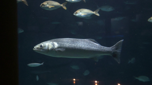 Tras la muerte del tiburón Gastón, la Casa de los Peces de A Coruña se queda un poco 'huérfana', pero la gran cantidad de peces, cefalópodos o focas que habitan en el recinto lo seguirán llenando de conocimiento y diversión