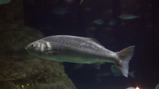 Tras la muerte del tiburón Gastón, la Casa de los Peces de A Coruña se queda un poco 'huérfana', pero la gran cantidad de peces, cefalópodos o focas que habitan en el recinto lo seguirán llenando de conocimiento y diversión