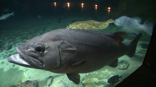 Tras la muerte del tiburón Gastón, la Casa de los Peces de A Coruña se queda un poco 'huérfana', pero la gran cantidad de peces, cefalópodos o focas que habitan en el recinto lo seguirán llenando de conocimiento y diversión