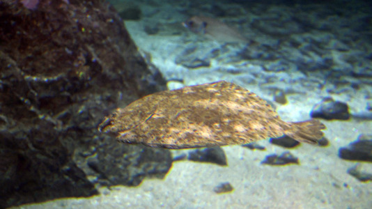 Tras la muerte del tiburón Gastón, la Casa de los Peces de A Coruña se queda un poco 'huérfana', pero la gran cantidad de peces, cefalópodos o focas que habitan en el recinto lo seguirán llenando de conocimiento y diversión
