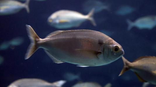 Tras la muerte del tiburón Gastón, la Casa de los Peces de A Coruña se queda un poco 'huérfana', pero la gran cantidad de peces, cefalópodos o focas que habitan en el recinto lo seguirán llenando de conocimiento y diversión