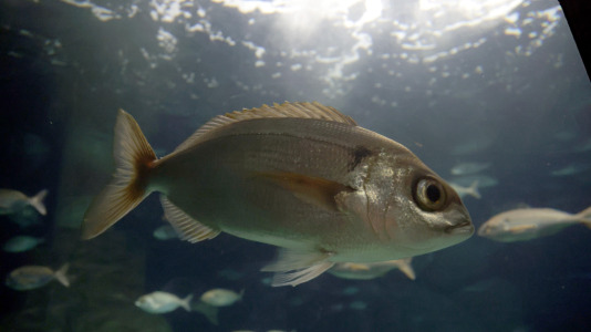 Tras la muerte del tiburón Gastón, la Casa de los Peces de A Coruña se queda un poco 'huérfana', pero la gran cantidad de peces, cefalópodos o focas que habitan en el recinto lo seguirán llenando de conocimiento y diversión
