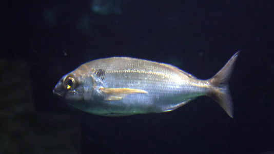 Tras la muerte del tiburón Gastón, la Casa de los Peces de A Coruña se queda un poco 'huérfana', pero la gran cantidad de peces, cefalópodos o focas que habitan en el recinto lo seguirán llenando de conocimiento y diversión