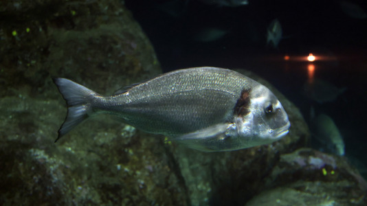 Tras la muerte del tiburón Gastón, la Casa de los Peces de A Coruña se queda un poco 'huérfana', pero la gran cantidad de peces, cefalópodos o focas que habitan en el recinto lo seguirán llenando de conocimiento y diversión