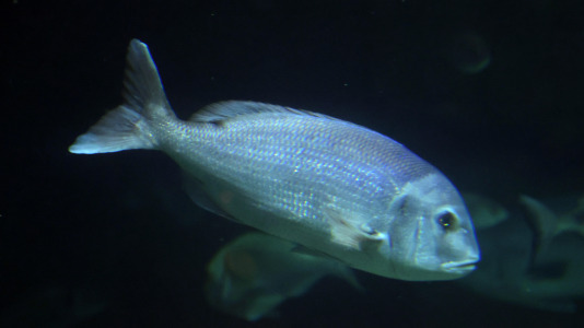 Tras la muerte del tiburón Gastón, la Casa de los Peces de A Coruña se queda un poco 'huérfana', pero la gran cantidad de peces, cefalópodos o focas que habitan en el recinto lo seguirán llenando de conocimiento y diversión