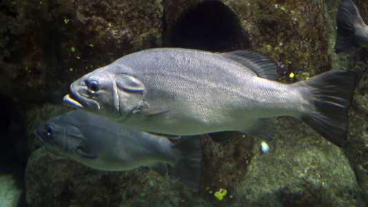 Tras la muerte del tiburón Gastón, la Casa de los Peces de A Coruña se queda un poco 'huérfana', pero la gran cantidad de peces, cefalópodos o focas que habitan en el recinto lo seguirán llenando de conocimiento y diversión