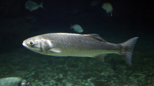 Tras la muerte del tiburón Gastón, la Casa de los Peces de A Coruña se queda un poco 'huérfana', pero la gran cantidad de peces, cefalópodos o focas que habitan en el recinto lo seguirán llenando de conocimiento y diversión