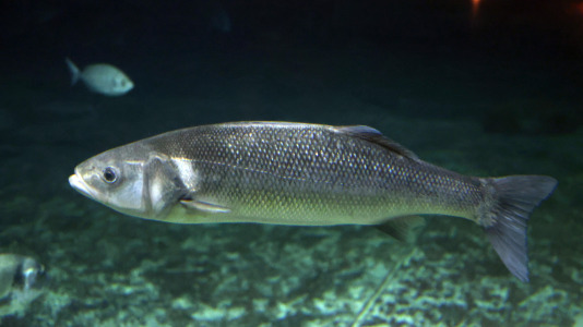Tras la muerte del tiburón Gastón, la Casa de los Peces de A Coruña se queda un poco 'huérfana', pero la gran cantidad de peces, cefalópodos o focas que habitan en el recinto lo seguirán llenando de conocimiento y diversión