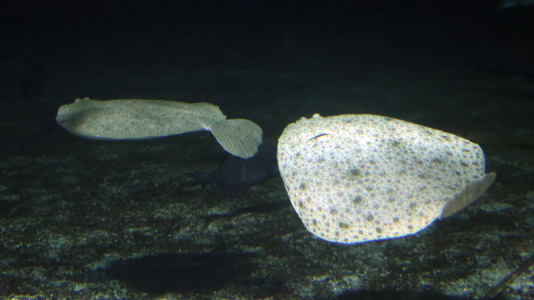 Tras la muerte del tiburón Gastón, la Casa de los Peces de A Coruña se queda un poco 'huérfana', pero la gran cantidad de peces, cefalópodos o focas que habitan en el recinto lo seguirán llenando de conocimiento y diversión