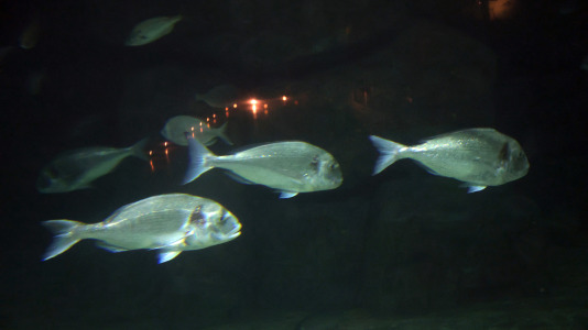 Tras la muerte del tiburón Gastón, la Casa de los Peces de A Coruña se queda un poco 'huérfana', pero la gran cantidad de peces, cefalópodos o focas que habitan en el recinto lo seguirán llenando de conocimiento y diversión