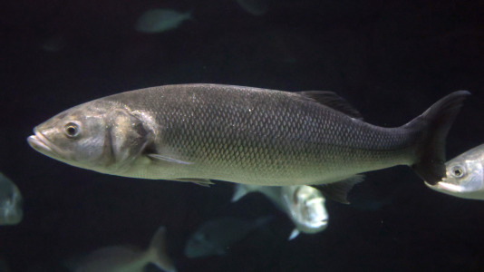 Tras la muerte del tiburón Gastón, la Casa de los Peces de A Coruña se queda un poco 'huérfana', pero la gran cantidad de peces, cefalópodos o focas que habitan en el recinto lo seguirán llenando de conocimiento y diversión