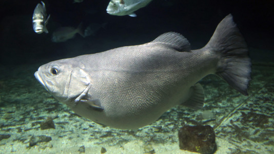 Tras la muerte del tiburón Gastón, la Casa de los Peces de A Coruña se queda un poco 'huérfana', pero la gran cantidad de peces, cefalópodos o focas que habitan en el recinto lo seguirán llenando de conocimiento y diversión