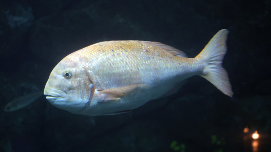 Tras la muerte del tiburón Gastón, la Casa de los Peces de A Coruña se queda un poco 'huérfana', pero la gran cantidad de peces, cefalópodos o focas que habitan en el recinto lo seguirán llenando de conocimiento y diversión