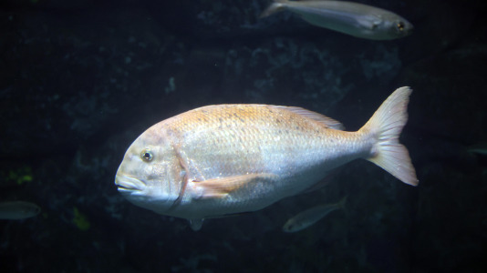 Tras la muerte del tiburón Gastón, la Casa de los Peces de A Coruña se queda un poco 'huérfana', pero la gran cantidad de peces, cefalópodos o focas que habitan en el recinto lo seguirán llenando de conocimiento y diversión