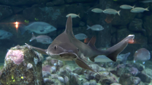 Tras la muerte del tiburón Gastón, la Casa de los Peces de A Coruña se queda un poco 'huérfana', pero la gran cantidad de peces, cefalópodos o focas que habitan en el recinto lo seguirán llenando de conocimiento y diversión
