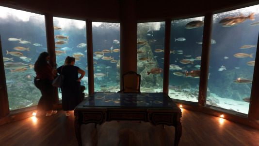Tras la muerte del tiburón Gastón, la Casa de los Peces de A Coruña se queda un poco 'huérfana', pero la gran cantidad de peces, cefalópodos o focas que habitan en el recinto lo seguirán llenando de conocimiento y diversión