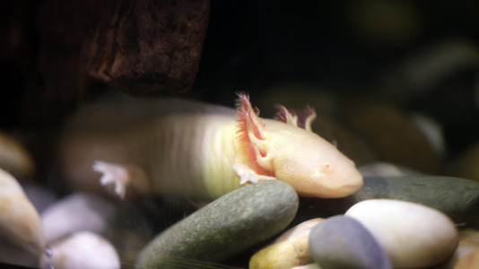 Tras la muerte del tiburón Gastón, la Casa de los Peces de A Coruña se queda un poco 'huérfana', pero la gran cantidad de peces, cefalópodos o focas que habitan en el recinto lo seguirán llenando de conocimiento y diversión