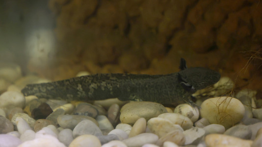Tras la muerte del tiburón Gastón, la Casa de los Peces de A Coruña se queda un poco 'huérfana', pero la gran cantidad de peces, cefalópodos o focas que habitan en el recinto lo seguirán llenando de conocimiento y diversión