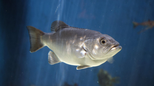 Tras la muerte del tiburón Gastón, la Casa de los Peces de A Coruña se queda un poco 'huérfana', pero la gran cantidad de peces, cefalópodos o focas que habitan en el recinto lo seguirán llenando de conocimiento y diversión