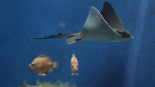 Tras la muerte del tiburón Gastón, la Casa de los Peces de A Coruña se queda un poco 'huérfana', pero la gran cantidad de peces, cefalópodos o focas que habitan en el recinto lo seguirán llenando de conocimiento y diversión