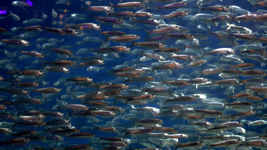 Tras la muerte del tiburón Gastón, la Casa de los Peces de A Coruña se queda un poco 'huérfana', pero la gran cantidad de peces, cefalópodos o focas que habitan en el recinto lo seguirán llenando de conocimiento y diversión