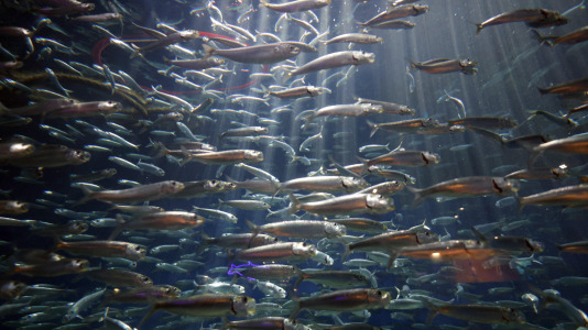 Tras la muerte del tiburón Gastón, la Casa de los Peces de A Coruña se queda un poco 'huérfana', pero la gran cantidad de peces, cefalópodos o focas que habitan en el recinto lo seguirán llenando de conocimiento y diversión