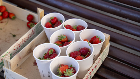 Al menos 600 personas hicieron fila para saborear los 300 kilos de fresas que se repartieron
