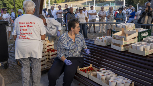 Al menos 600 personas hicieron fila para saborear los 300 kilos de fresas que se repartieron