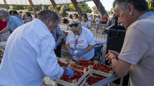 Al menos 600 personas hicieron fila para saborear los 300 kilos de fresas que se repartieron