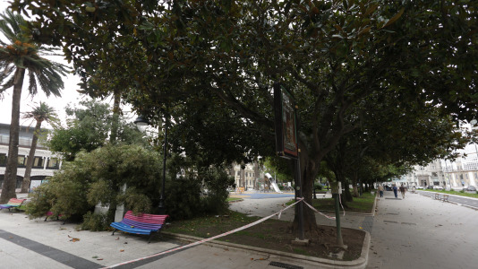 Árbol caído en los jardines de Méndez Núñez