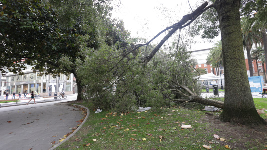 Árbol caído en los jardines de Méndez Núñez