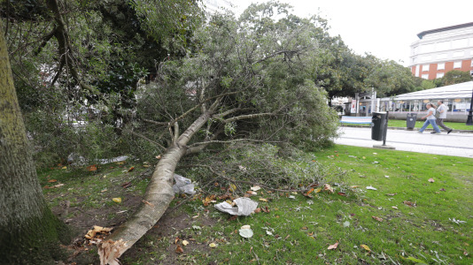 Árbol caído en los jardines de Méndez Núñez