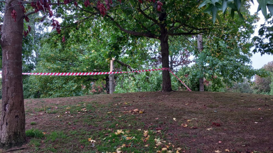 Árbol caído en Vioño