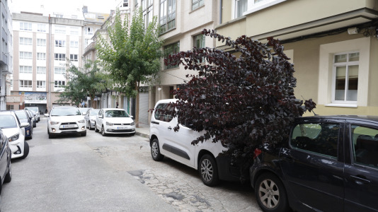 Árbol caído sobre un vehículo en la calle El Carmen
