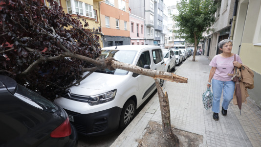 Árbol caído sobre un vehículo en la calle El Carmen