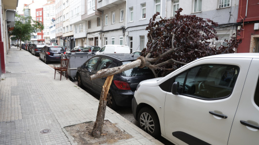 Árbol caído sobre un vehículo en la calle El Carmen