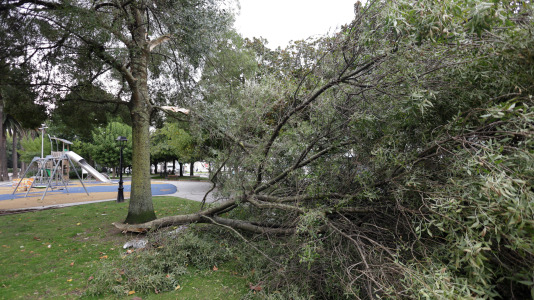Viandantes sorteando el viento y árboles caídos han sido las escenas más comunes este martes en la ciudad