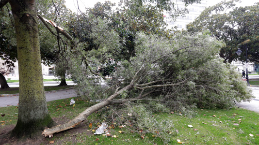 Viandantes sorteando el viento y árboles caídos han sido las escenas más comunes este martes en la ciudad