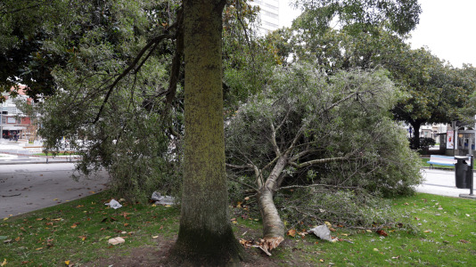 Viandantes sorteando el viento y árboles caídos han sido las escenas más comunes este martes en la ciudad
