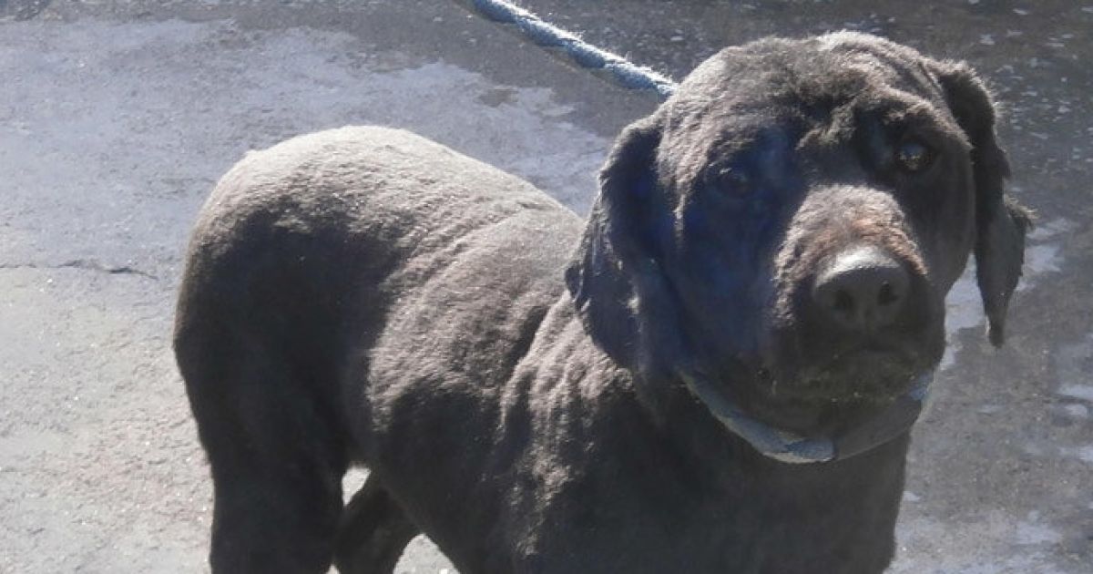 Coirós denuncia a una vecina por 