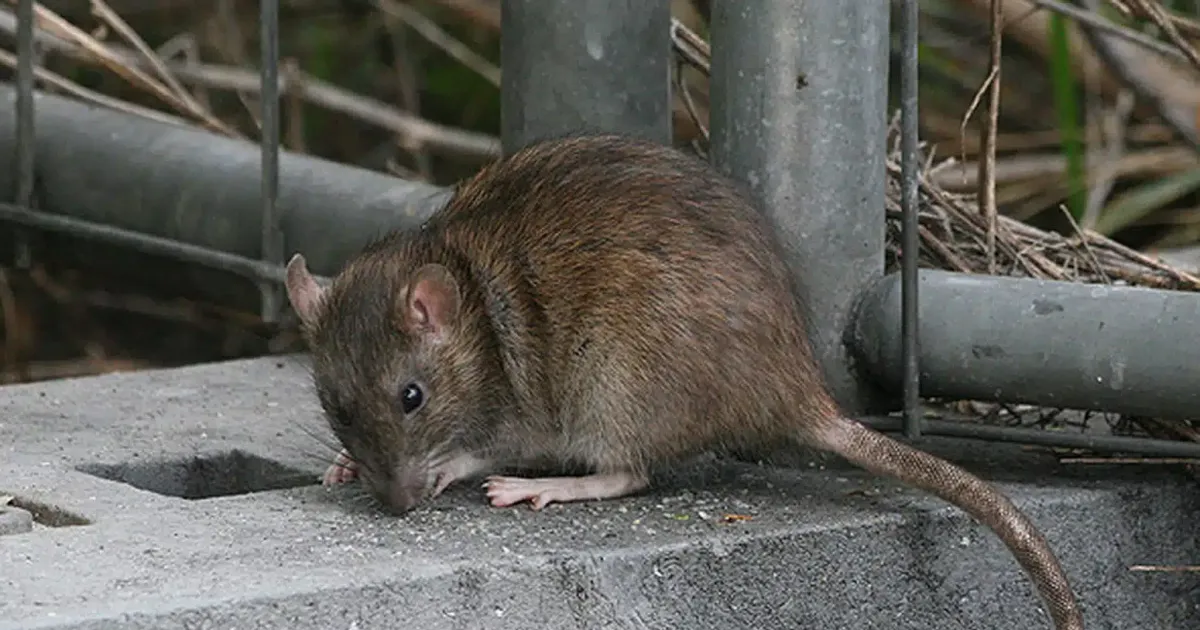 Vecinos de Arteixo alertan de la presencia de roedores en la vía ...